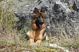 BERGER ALLEMAND 215